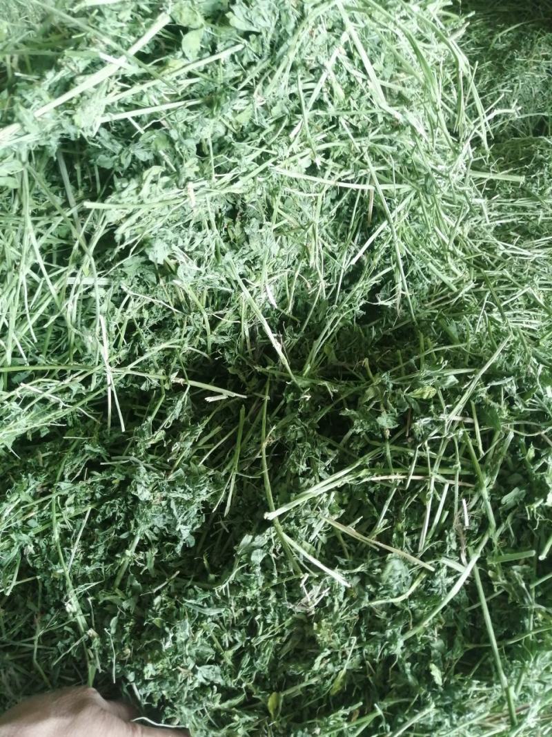 苜蓿草水分5-10甘肃省玉门市花海镇蛋白18-23左右