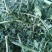 苜蓿草水分5-10甘肃省玉门市花海镇蛋白18-23左右