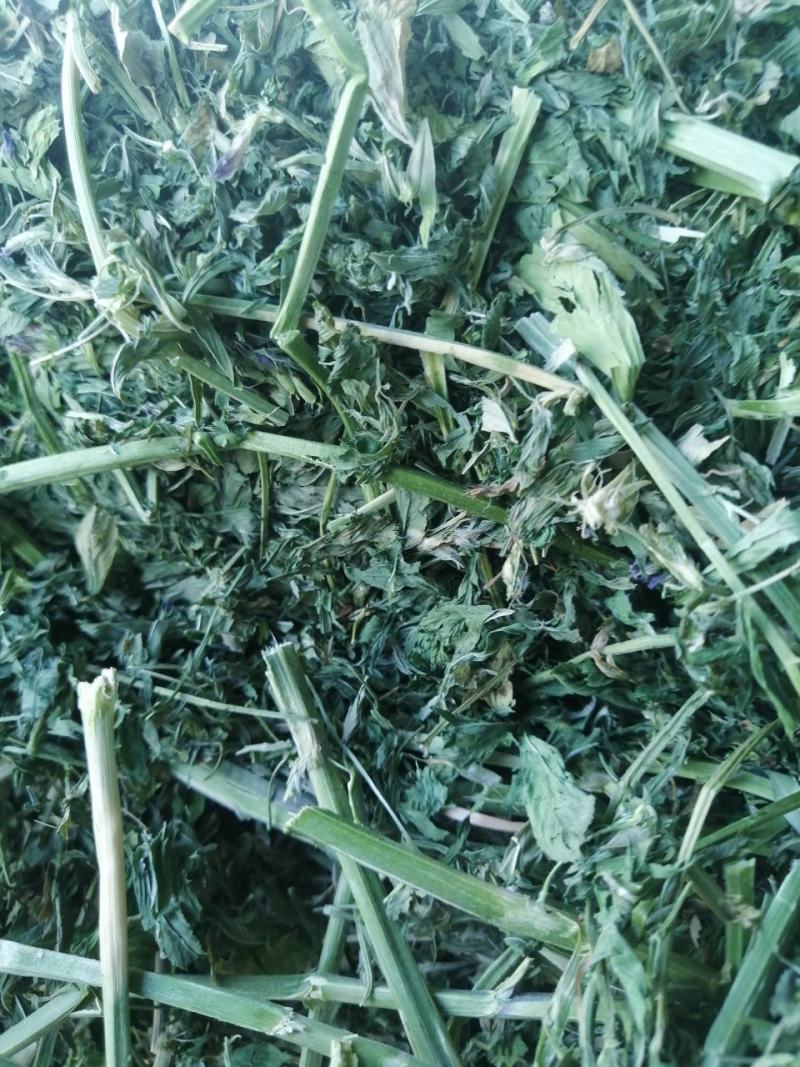苜蓿草水分5-10甘肃省玉门市花海镇蛋白18-23左右
