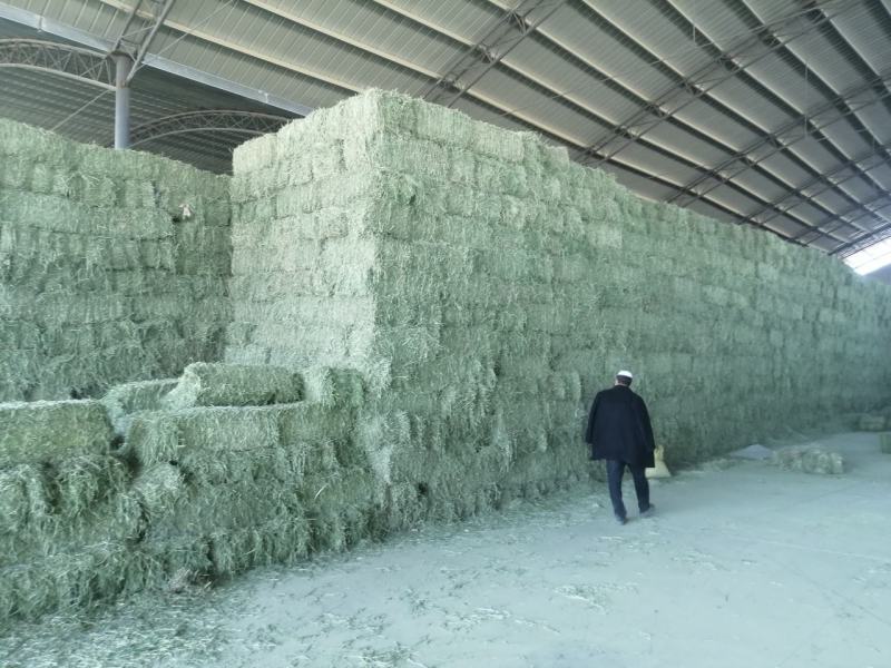 苜蓿草水分5-10甘肃省玉门市花海镇蛋白18-23左右