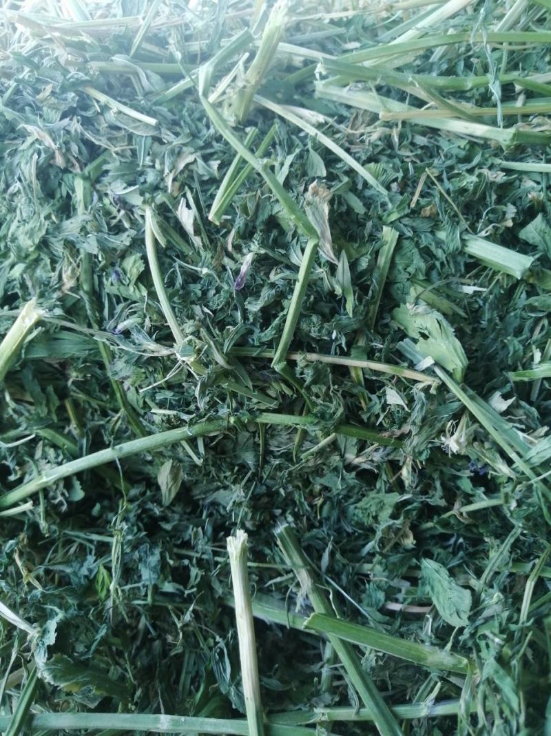 苜蓿草水分5-10甘肃省玉门市花海镇蛋白18-23左右
