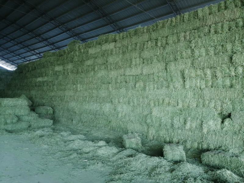 苜蓿草水分5-10甘肃省玉门市花海镇蛋白18-23左右