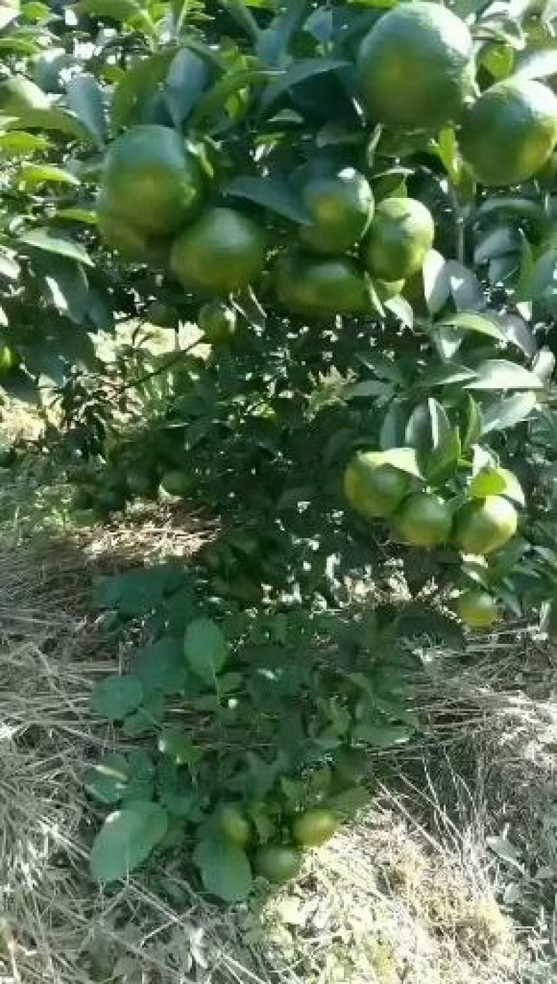 大量供应广西桂林，清香纯甜多汁的清香蜜桔