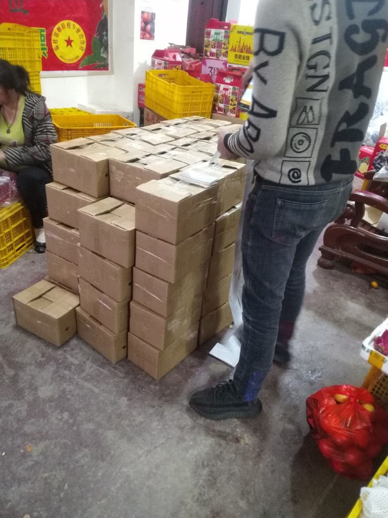 大量供应广西桂林，清香纯甜多汁的清香蜜桔