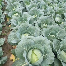 【有好货】大量供应优质包菜一手货源量大从优可实地考察