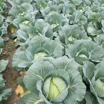 【有好货】大量供应优质包菜一手货源量大从优可实地考察