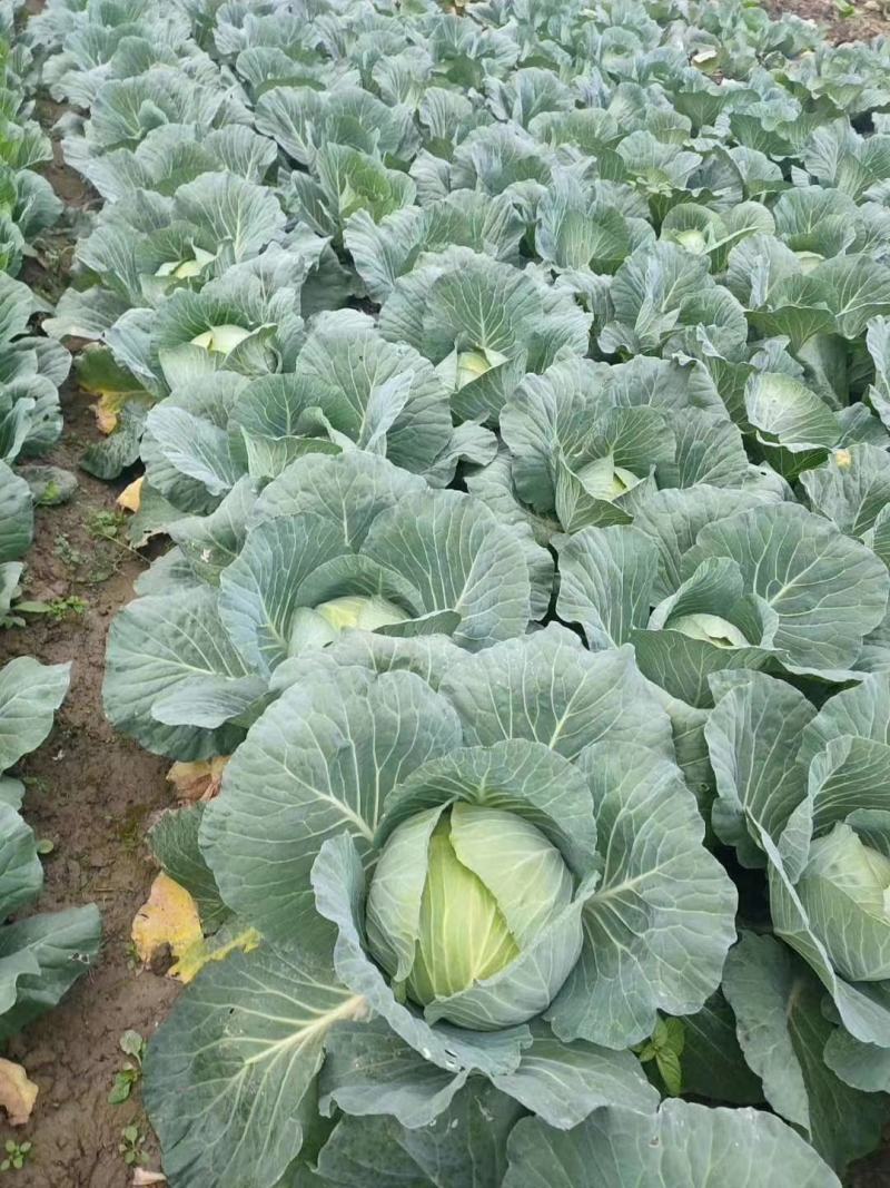 【有好货】大量供应优质包菜一手货源量大从优可实地考察