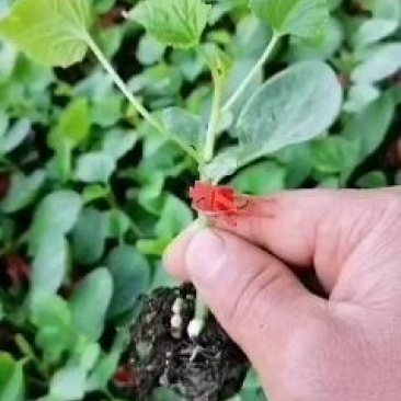 羊角蜜甜瓜，绿宝博洋九号，博洋六一，文朋种苗基地
