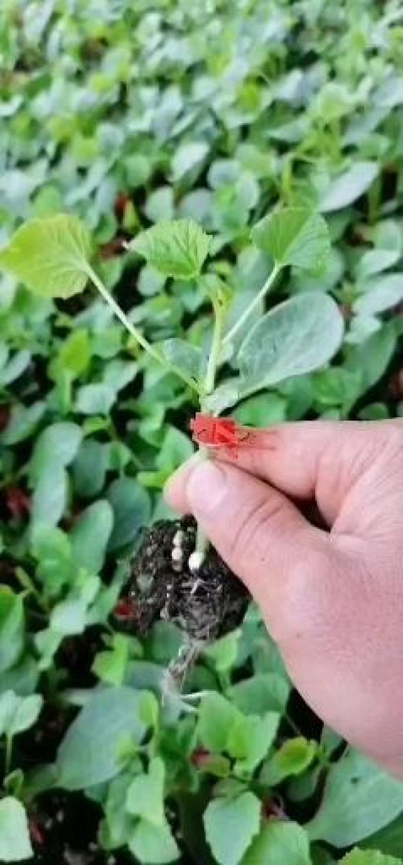 羊角蜜甜瓜，绿宝博洋九号，博洋六一，文朋种苗基地