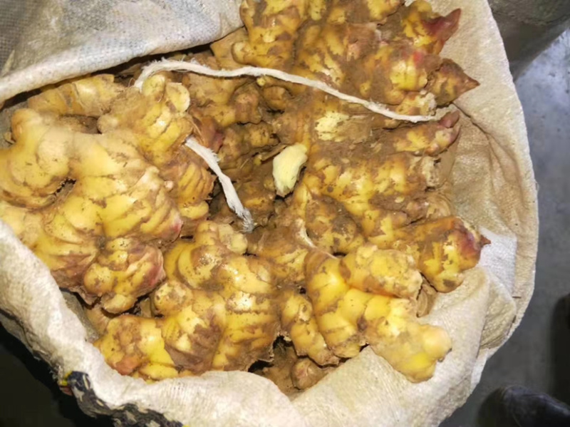 大量精品小黄姜、靓货