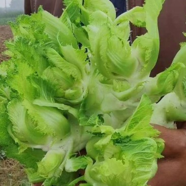 砀山县万亩儿菜上市中，产地直发直销，保质保量。