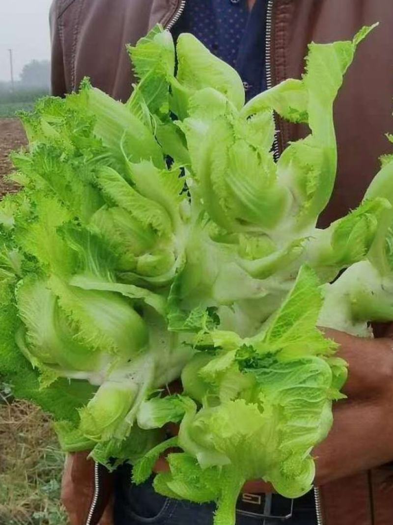砀山县万亩儿菜上市中，产地直发直销，保质保量。