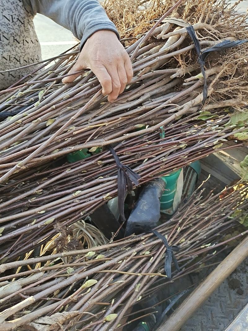 黄玉兰苗玉兰苗玉兰小苗玉兰小树苗白玉兰苗