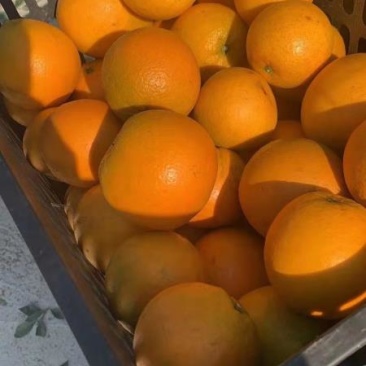 大量湖南上市脐橙12345678122333