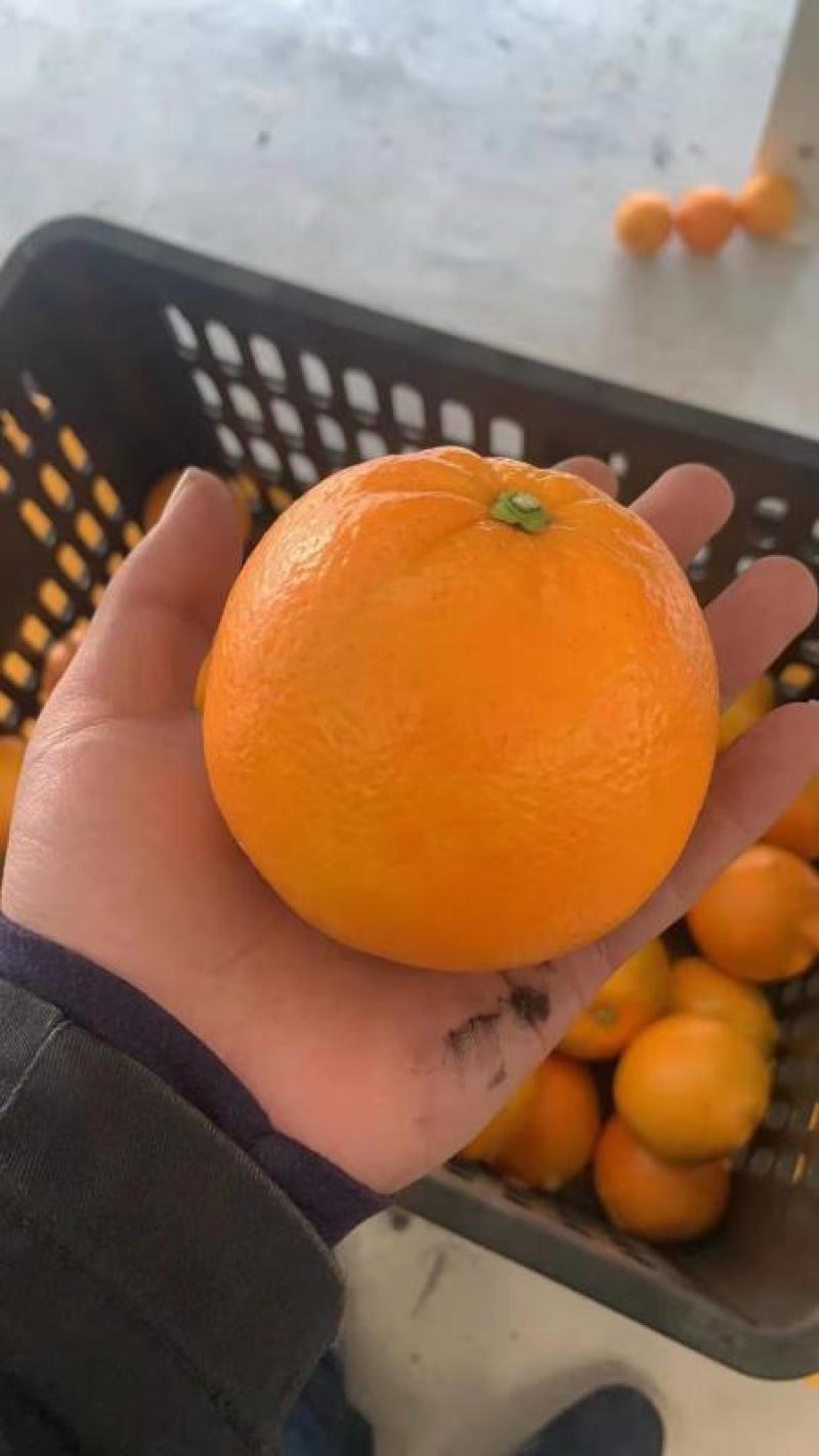 大量湖南上市脐橙12345678122333