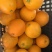 大量湖南上市脐橙12345678122333