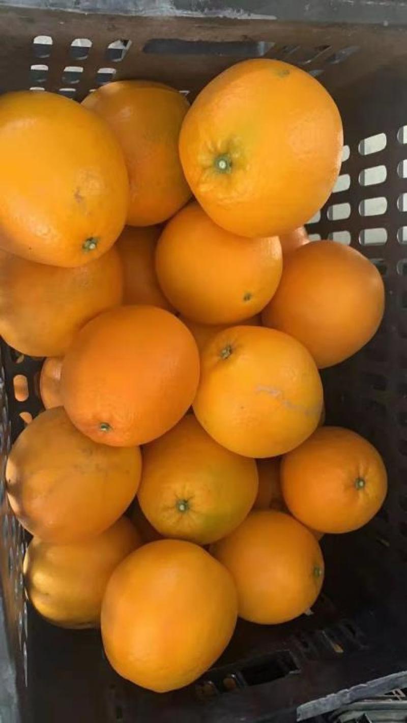 大量湖南上市脐橙12345678122333