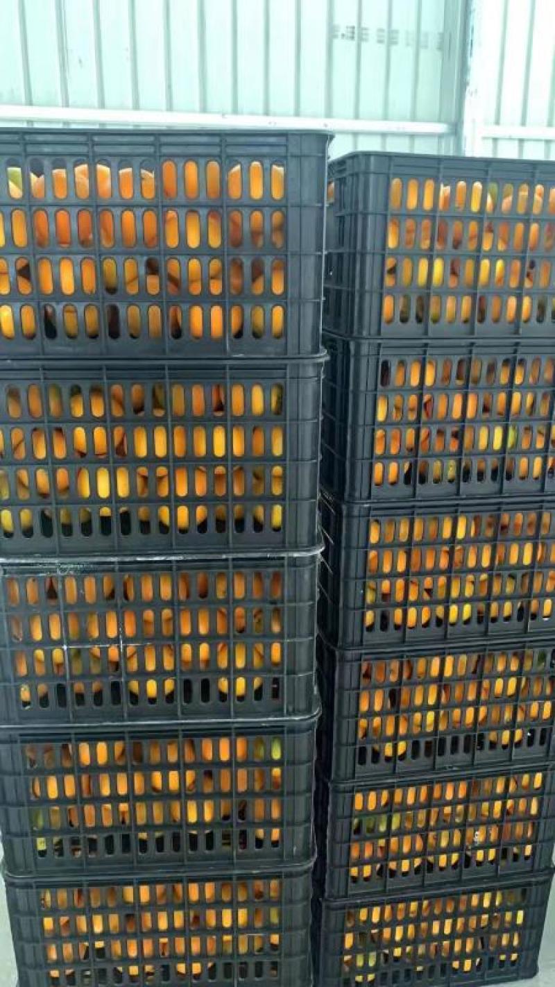 大量湖南上市脐橙12345678122333