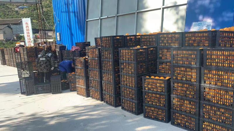大量湖南上市脐橙12345678122333