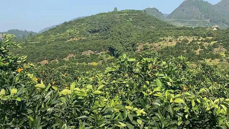 大量湖南上市脐橙12345678122333