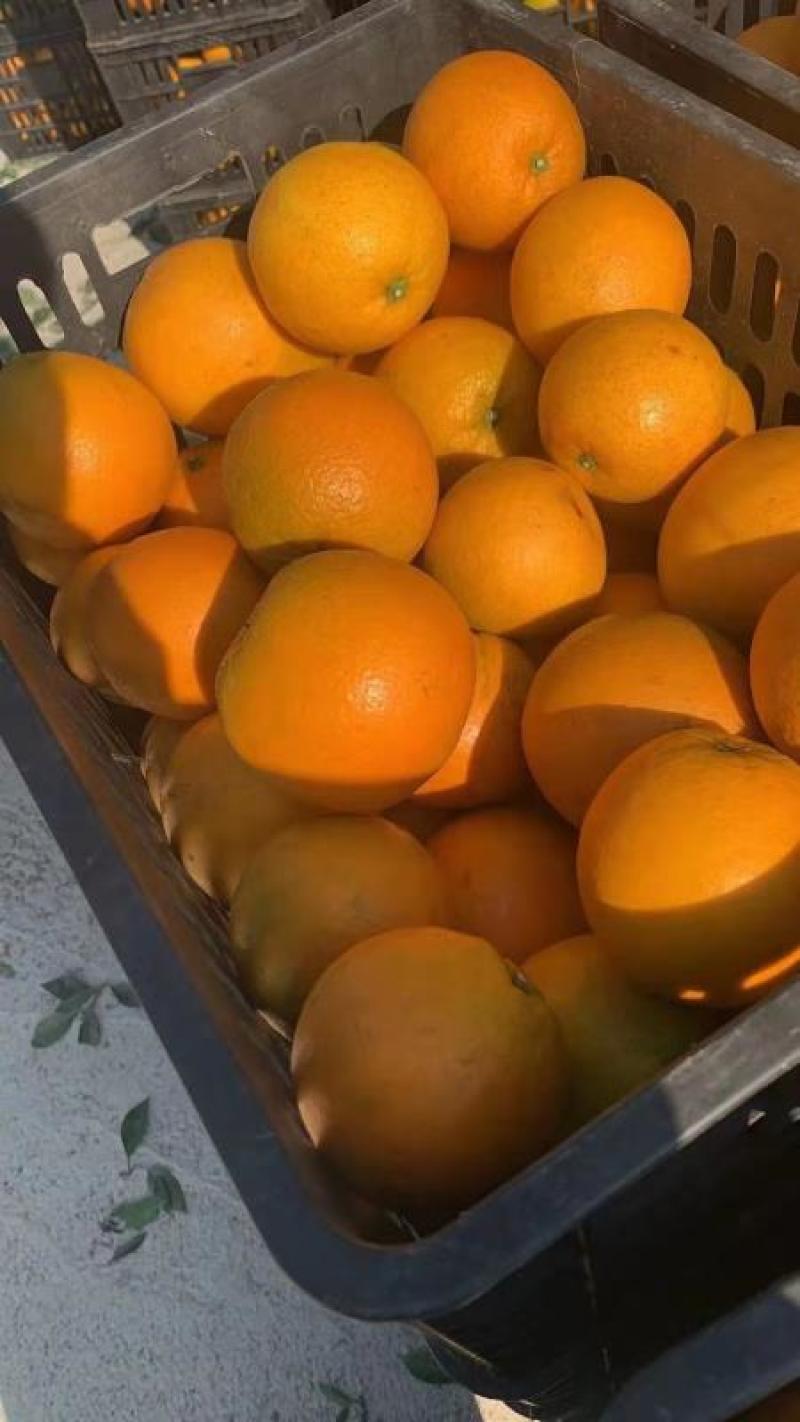 大量湖南上市脐橙12345678122333