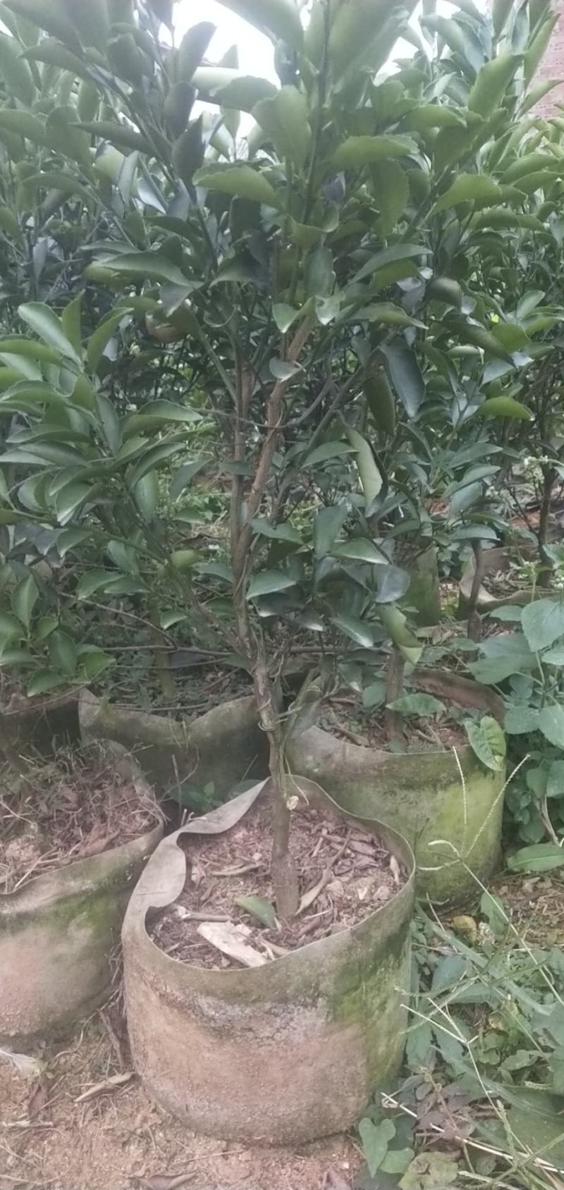 黄金贡柚地苗(杯苗)（移栽大苗）产地直销