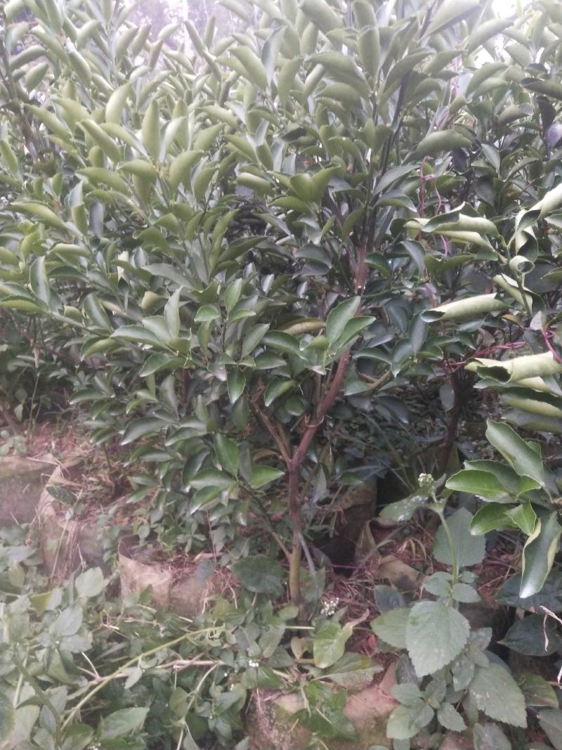 黄金贡柚地苗(杯苗)（移栽大苗）产地直销