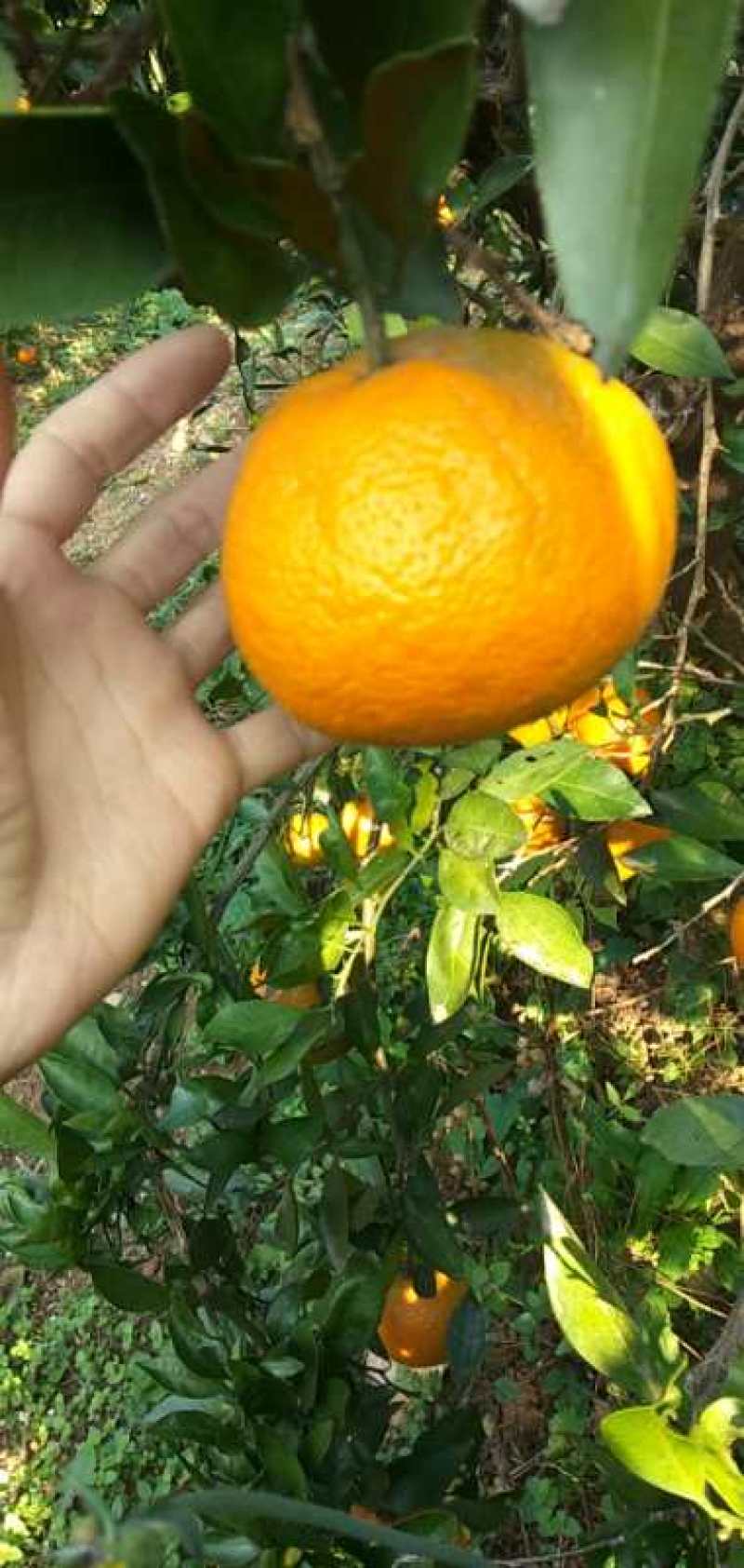 丹江口蜜橘6~6.5cm！皮毛亮，个头匀，口感好！