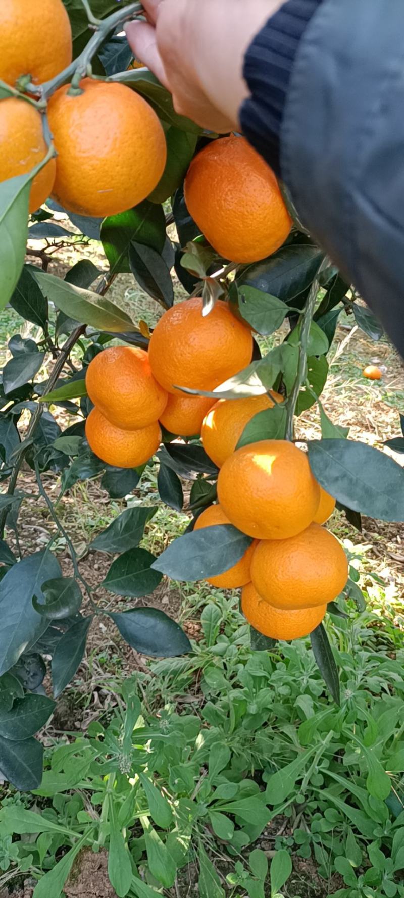 丹江口蜜橘6~6.5cm！皮毛亮，个头匀，口感好！