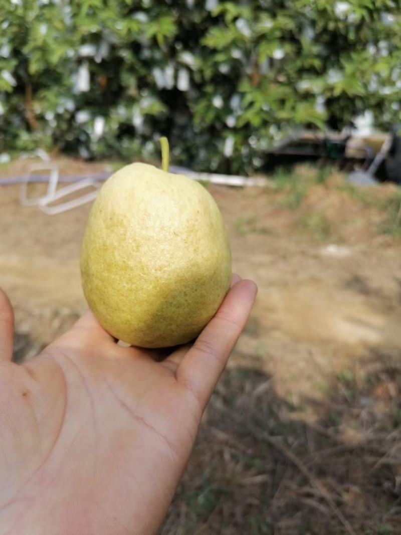 德庆本地红心芭番石榴