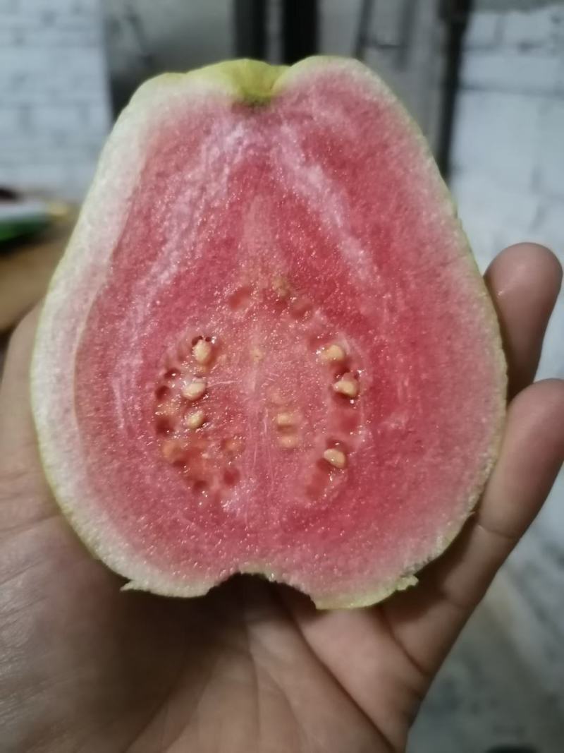 德庆本地红心芭番石榴