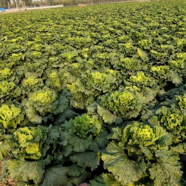 麻叶青白菜，绿川四，北京新三，自产自销，一手货源