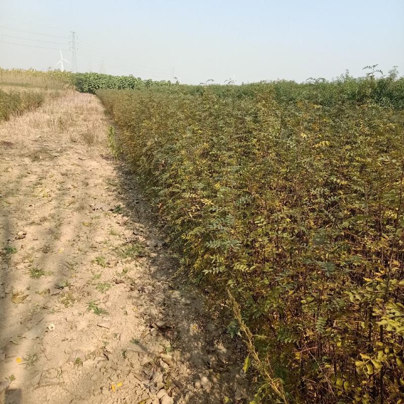 花椒苗，大红袍花椒苗。狮子头，花椒苗。本农场大量批发。