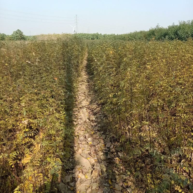 花椒苗，大红袍花椒苗。狮子头，花椒苗。本农场大量批发。