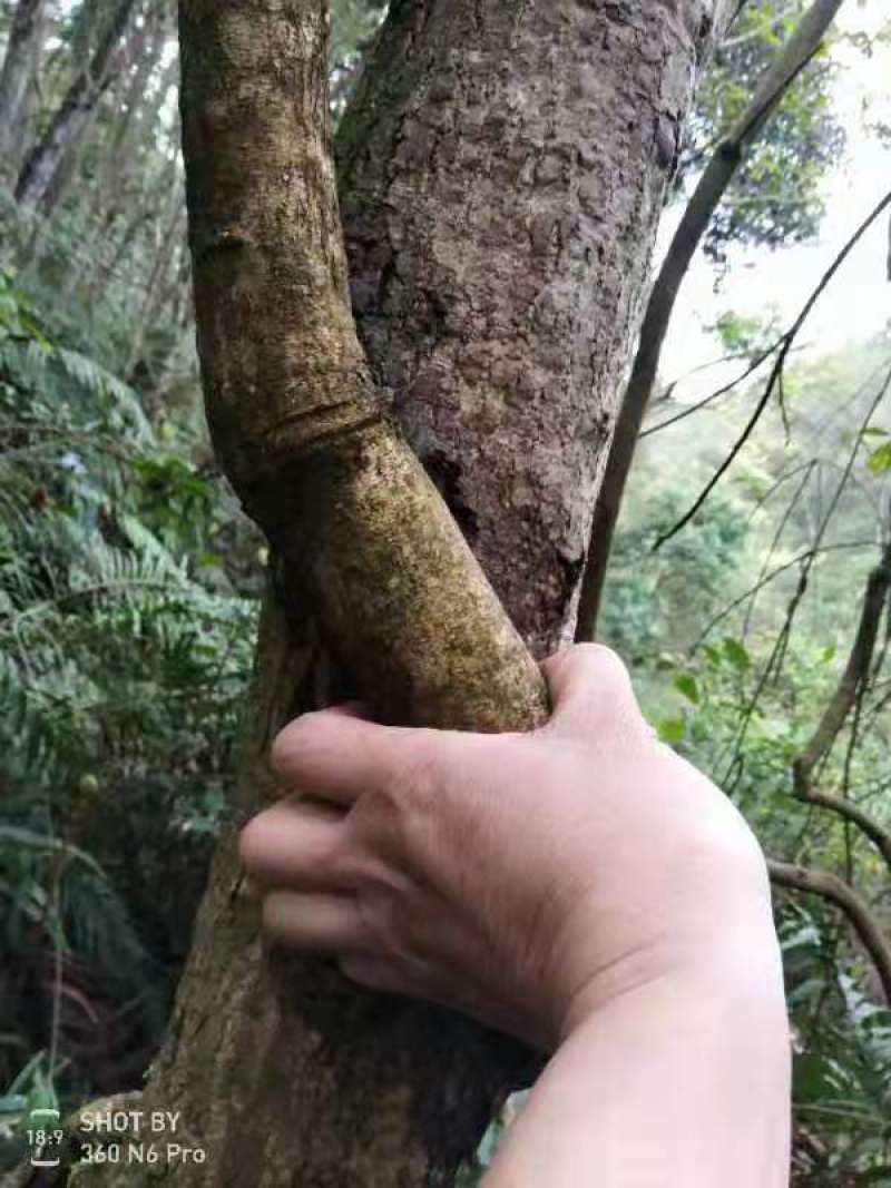 野生牛大力薯，煲汤泡酒，等！！！！！