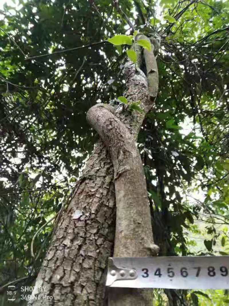 野生牛大力薯，煲汤泡酒，等！！！！！