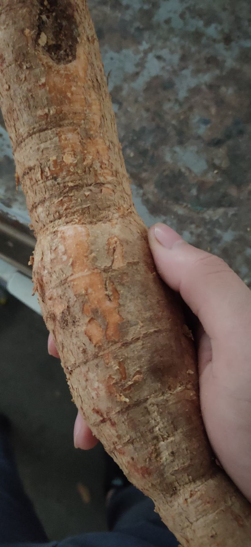 野生牛大力薯，煲汤泡酒，等！！！！！