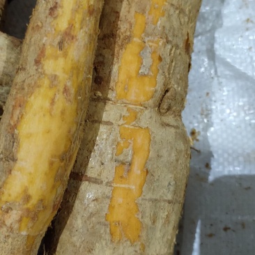 野生牛大力薯，煲汤泡酒，等！！！！！