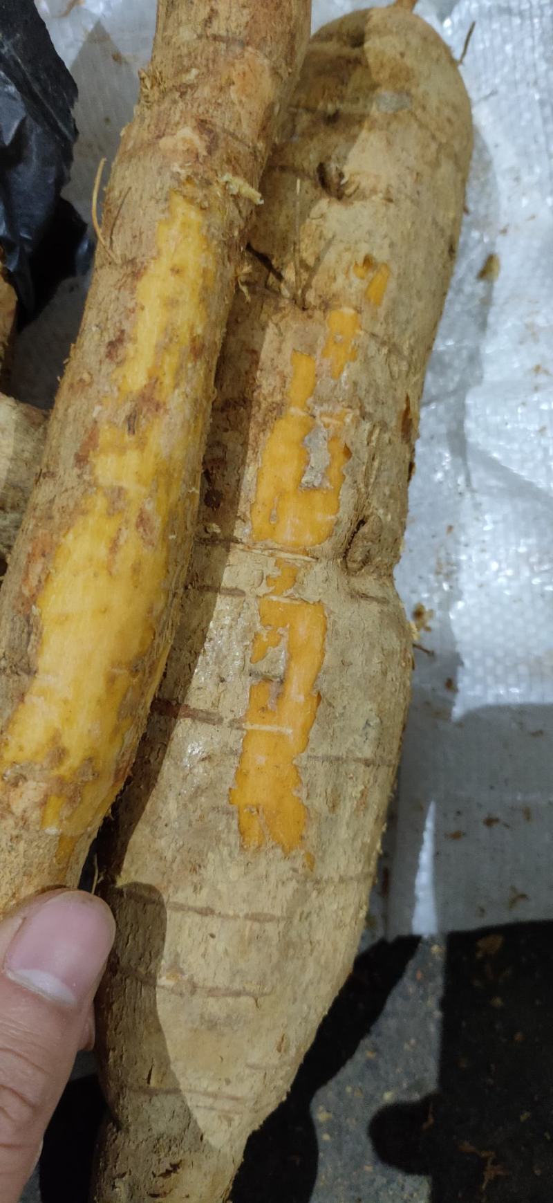 野生牛大力薯，煲汤泡酒，等！！！！！