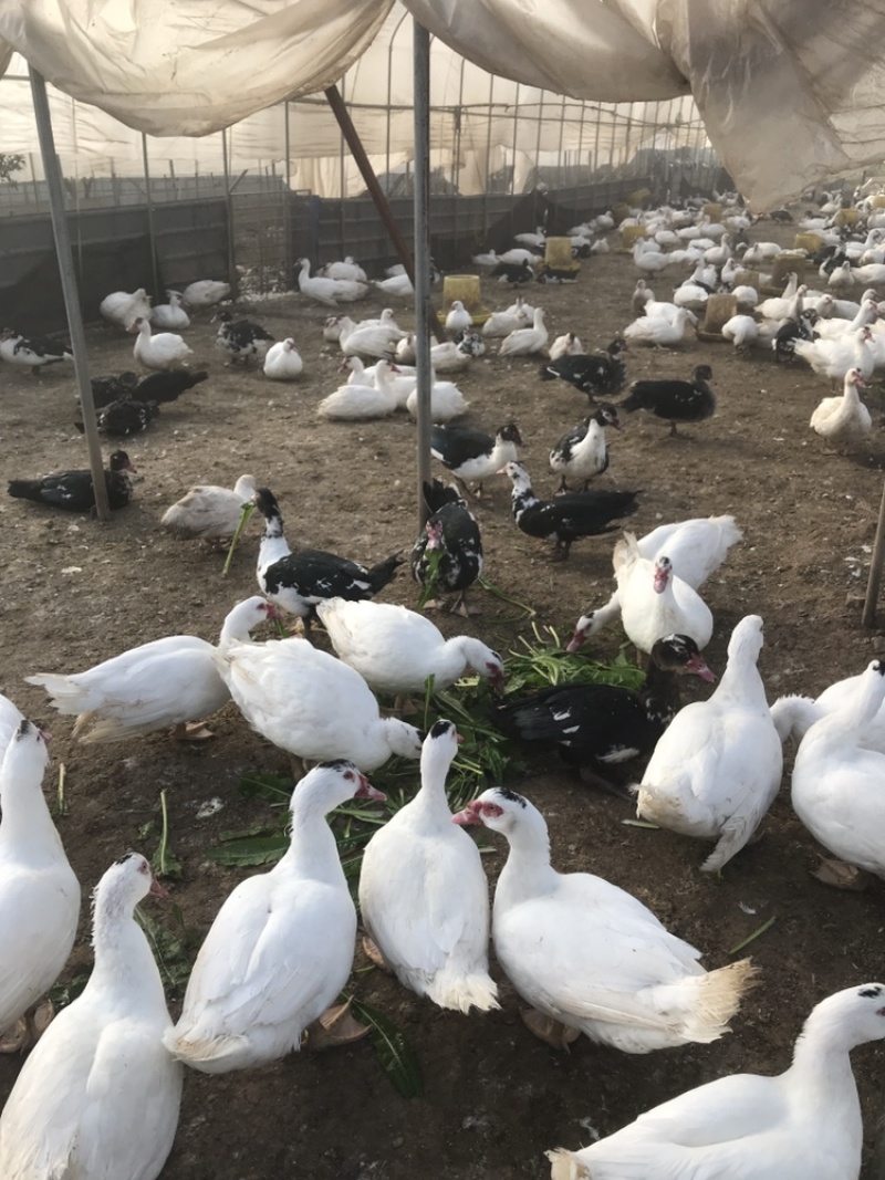 全散养火鸭剑鸭番鸭洋鸭昆明寻甸现货，自产自销