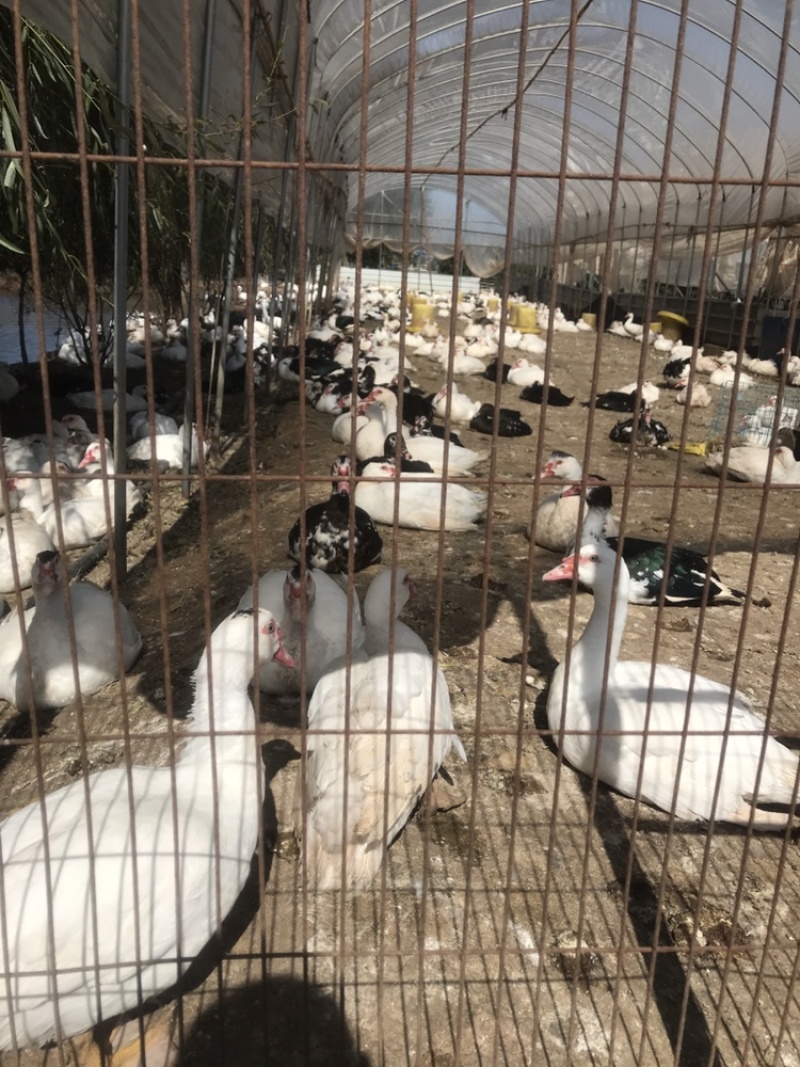 全散养火鸭剑鸭番鸭洋鸭昆明寻甸现货，自产自销