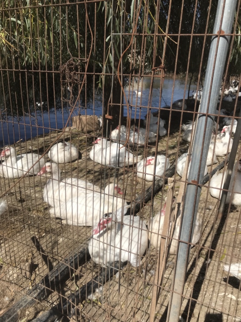 全散养火鸭剑鸭番鸭洋鸭昆明寻甸现货，自产自销