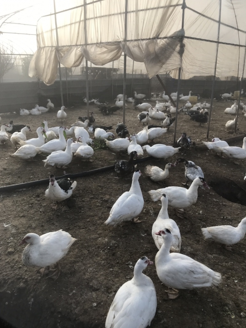 全散养火鸭剑鸭番鸭洋鸭昆明寻甸现货，自产自销
