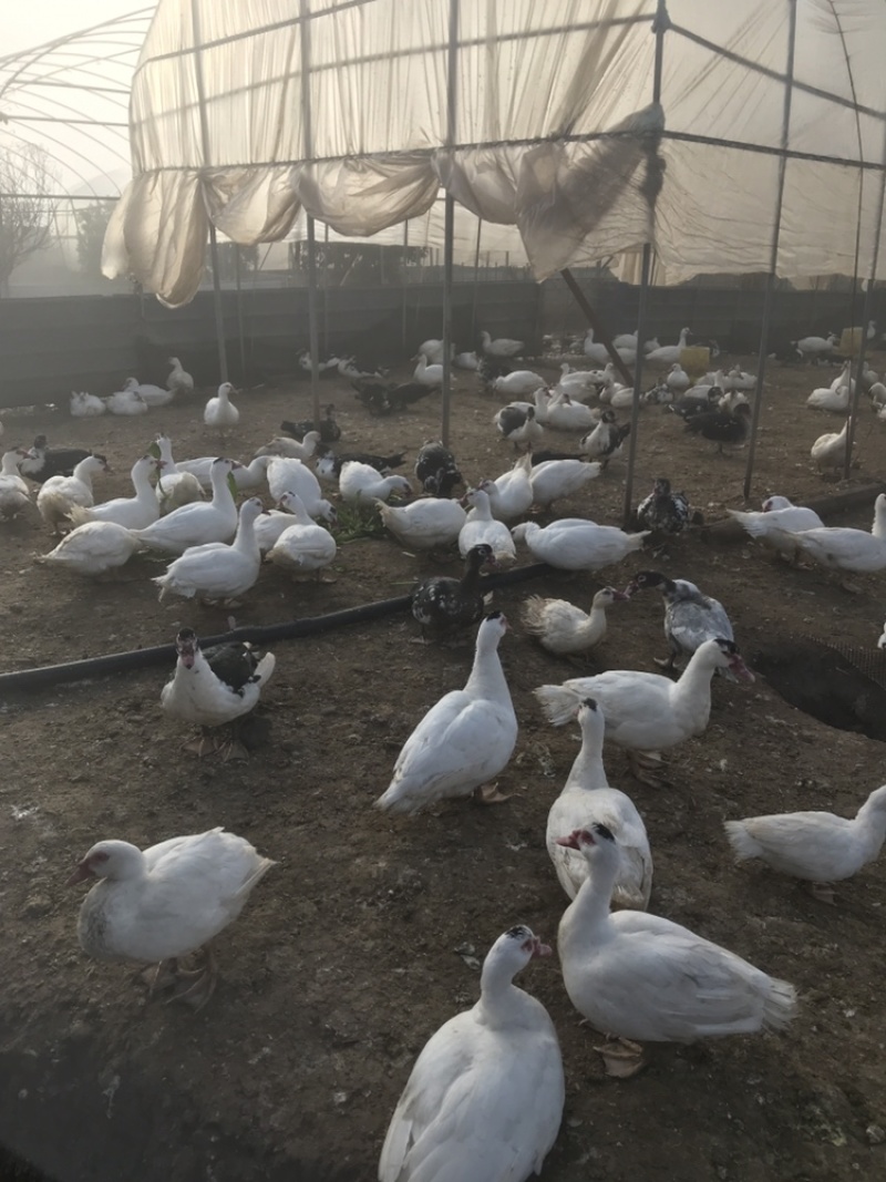 全散养火鸭剑鸭番鸭洋鸭昆明寻甸现货，自产自销
