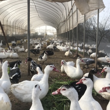 全散养火鸭剑鸭番鸭洋鸭昆明寻甸现货，自产自销