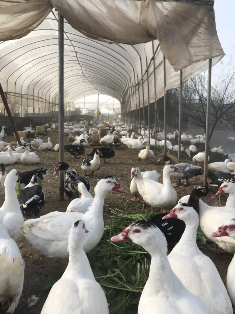 全散养火鸭剑鸭番鸭洋鸭昆明寻甸现货，自产自销