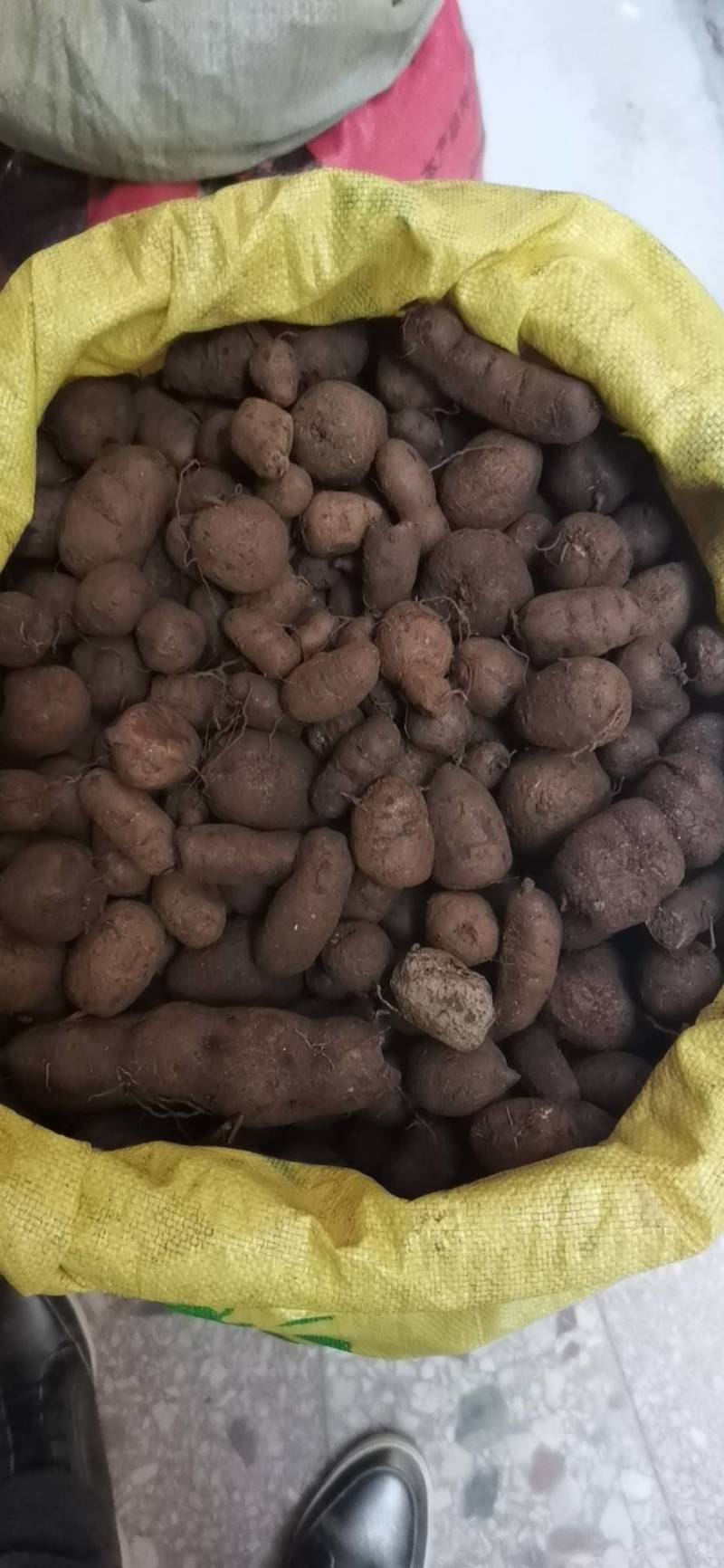 包邮！现货新鲜三叶青盛弘药材大量供应