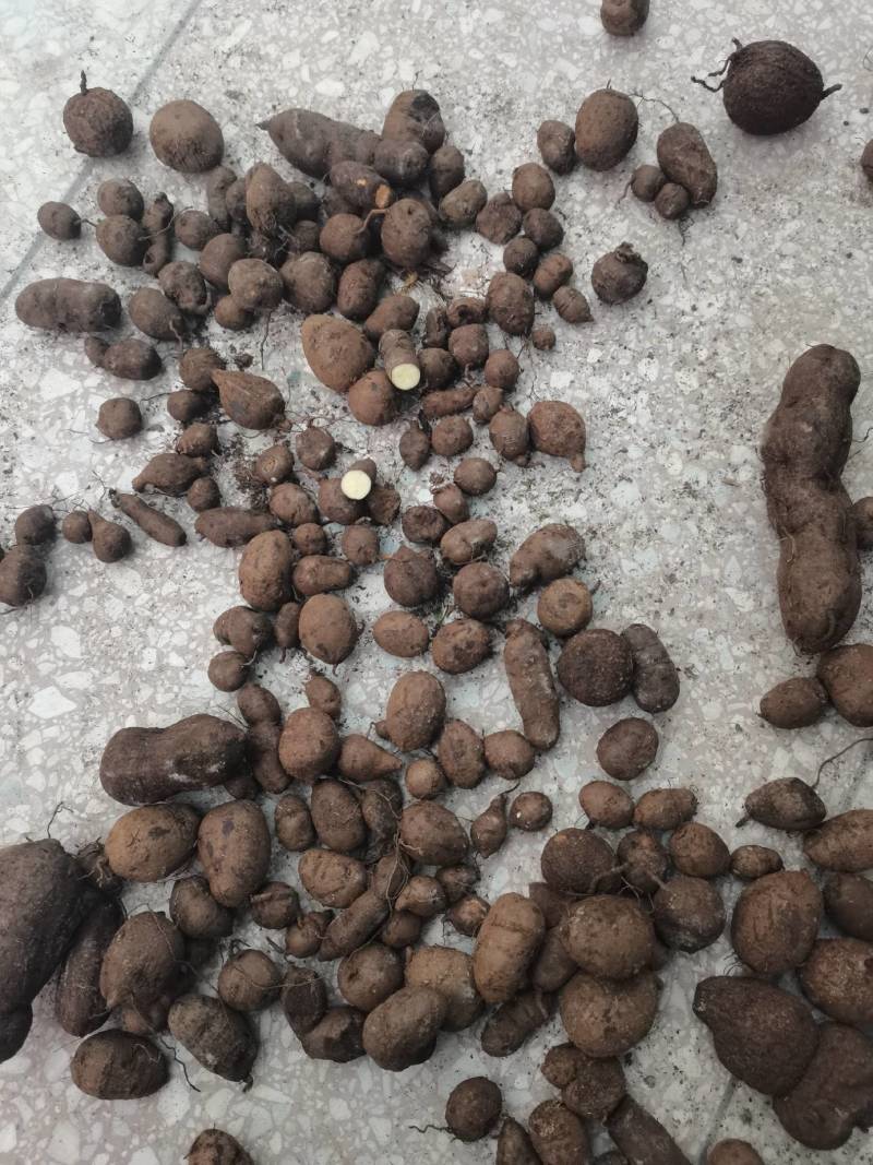 包邮！现货新鲜三叶青盛弘药材大量供应
