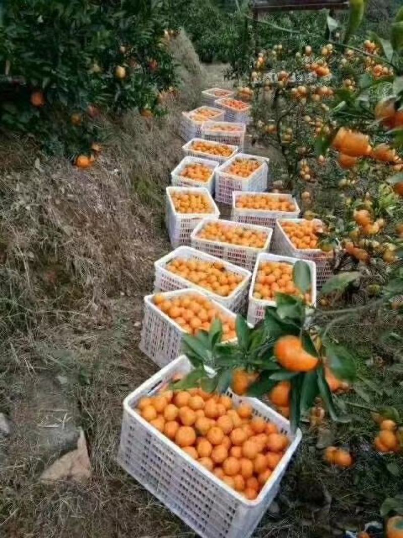 涌泉蜜橘，来自高山大自然的馈赠