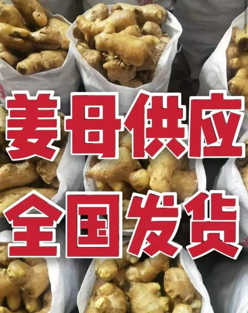 优质姜母辣味足原料姜切丝切片姜疗中药用姜电商全国物流发货